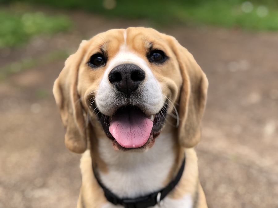 Best Dog Crates for Large Dogs