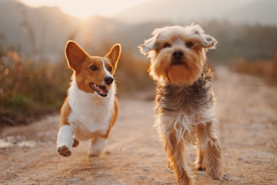 How Much Water Should a Dog Drink Per Day?