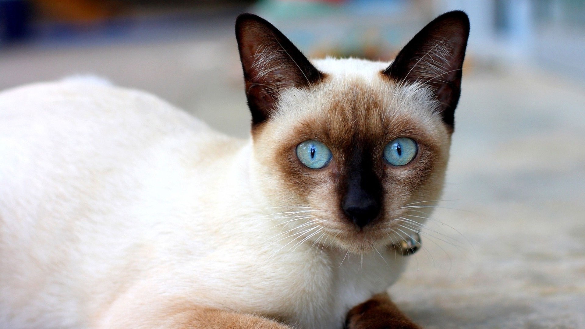Indoor cat