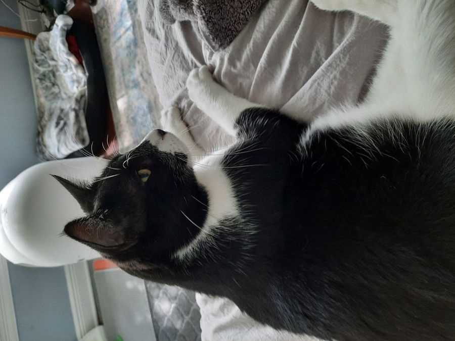 Frontline Plus for Cats