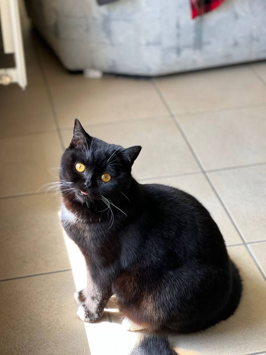 Best Flea Treatment for Cats