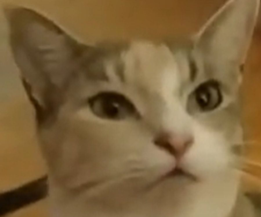 Tiki Cat Grain-Free Wet Food
