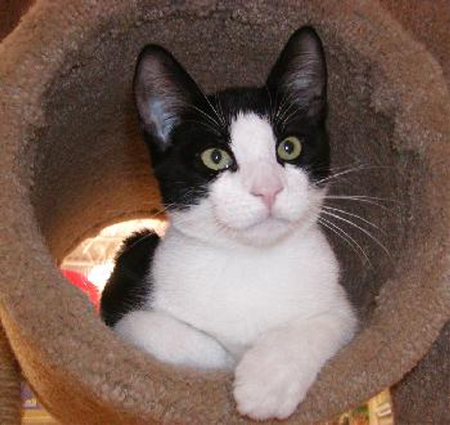 Seresto Flea & Tick Collar for Cats