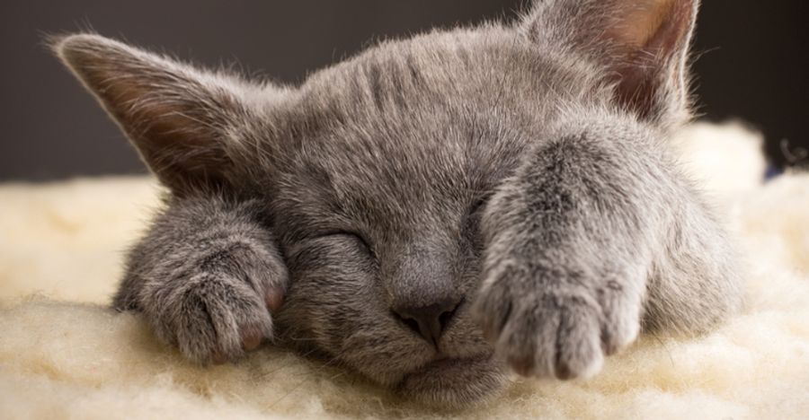 Best Cat Scratching Posts (2026): 4 Top Picks Compared
