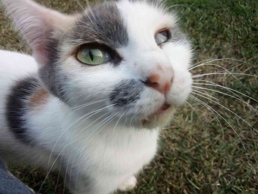 Best Wet Cat Food