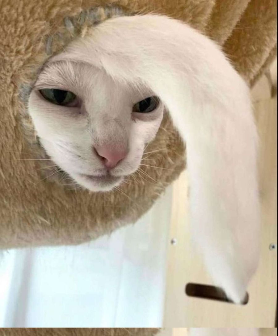 Vesper Cat Tree