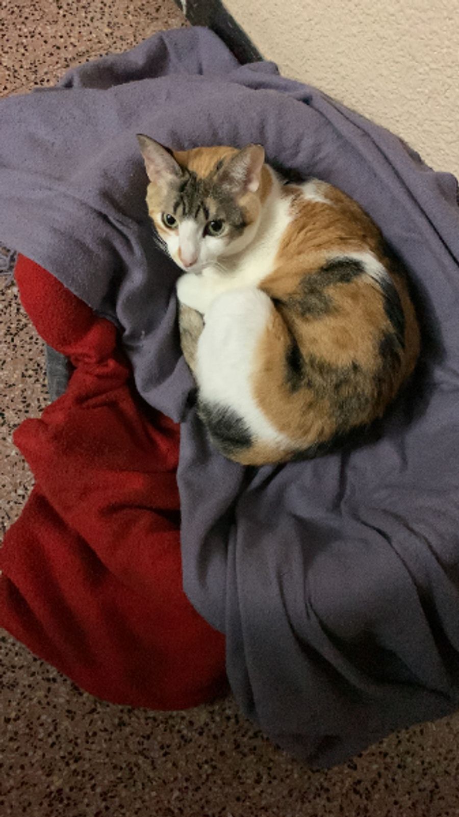 Advantage II for Cats