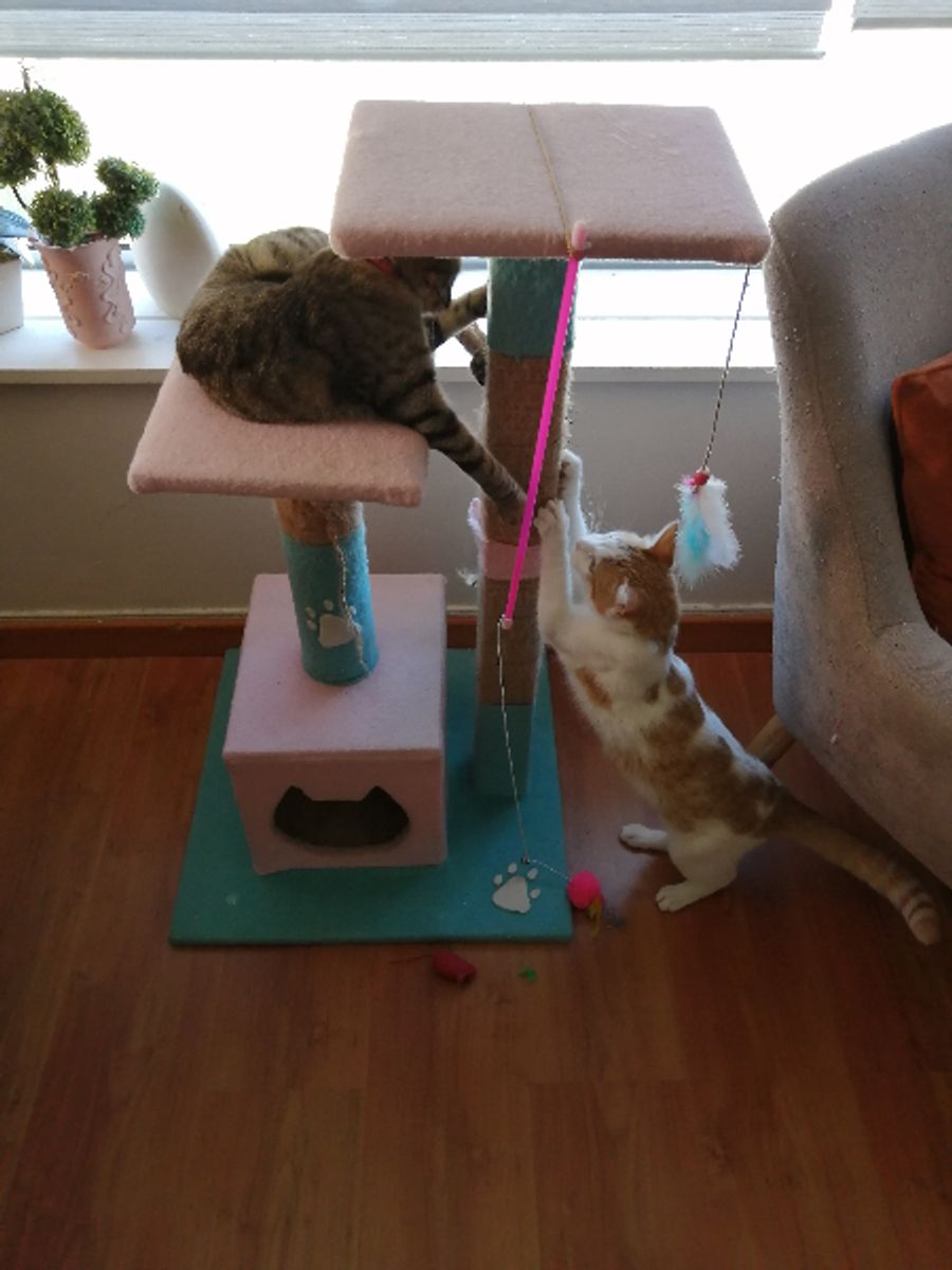 Capstar Flea Tablets for Cats