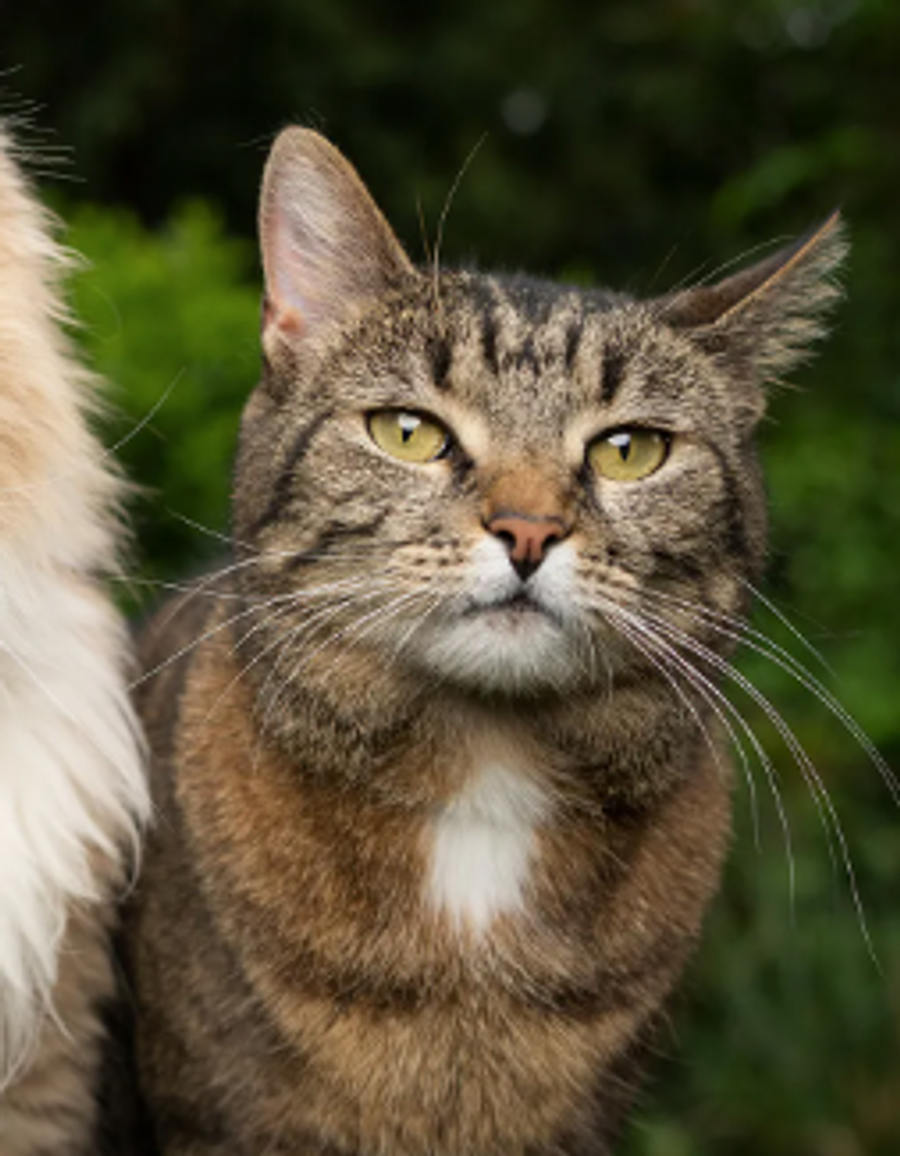 Fresh Step Clumping Litter
