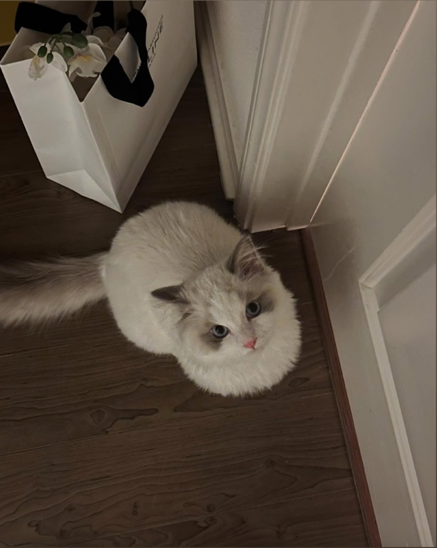 Dr. Elsey's Ultra Clumping Litter