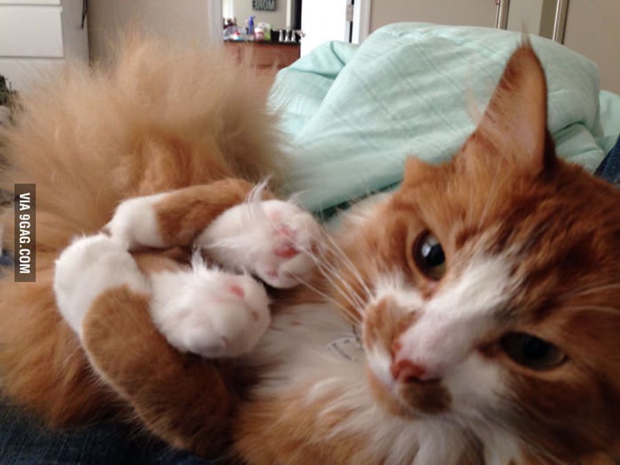 Best Cat Litter for Odor Control