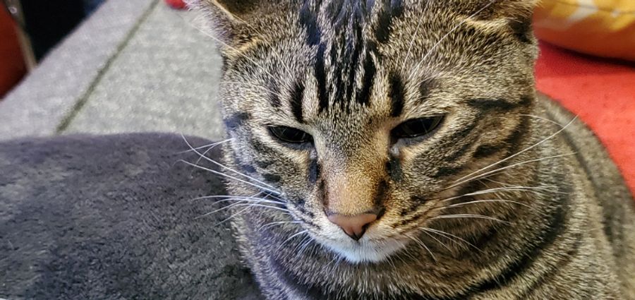 World's Best Cat Litter