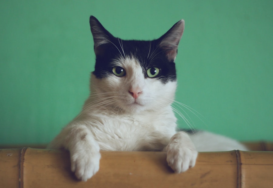 Why Is My Cat Not Eating? Causes and What to Do
