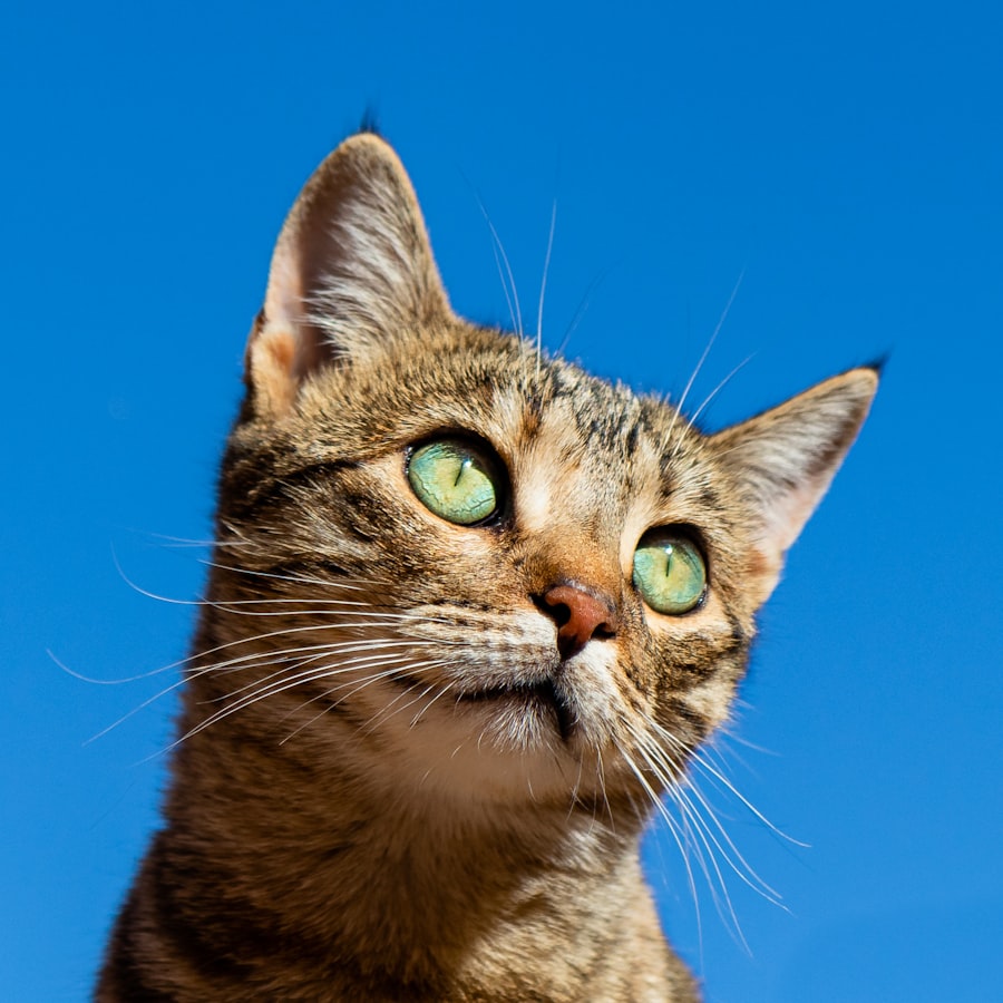 How Much to Feed a Cat: Daily Amounts by Weight and Age