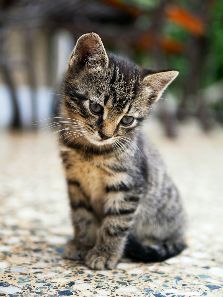 How to Stop a Cat From Scratching Furniture