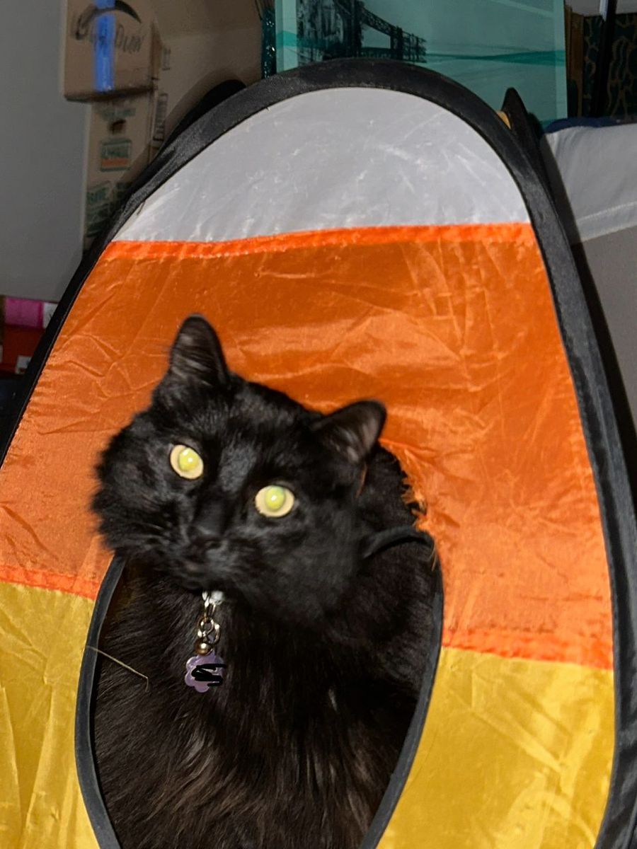 Best Automatic Cat Feeders (2026): 5 Top Picks Compared