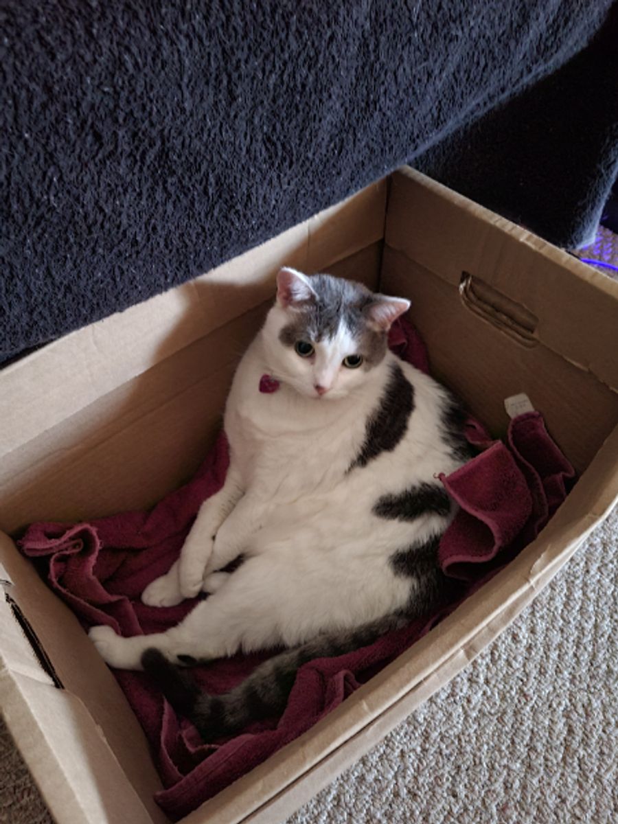 Cat Litter Box Problems: Why Cats Stop Using It and How to Fix It