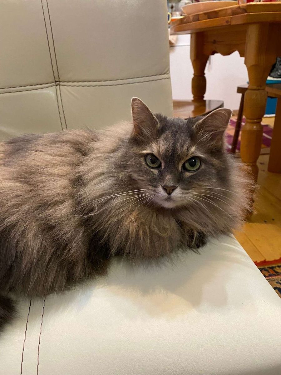 Why Is My Cat Meowing So Much? 7 Common Reasons