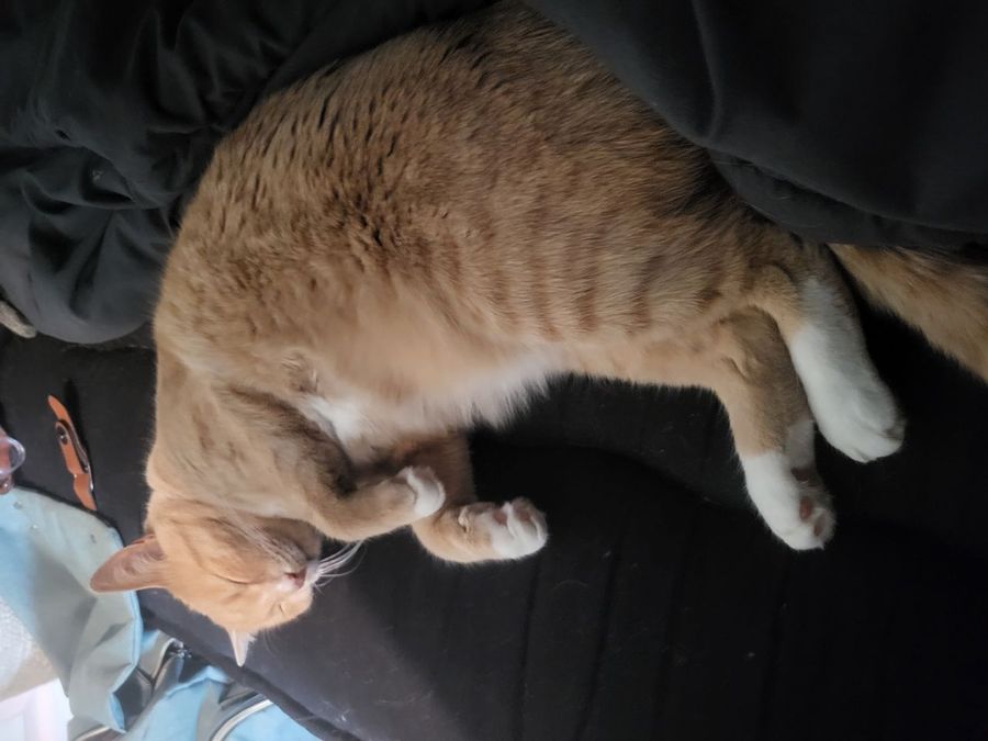 10 Signs Your Cat Is Happy and Healthy