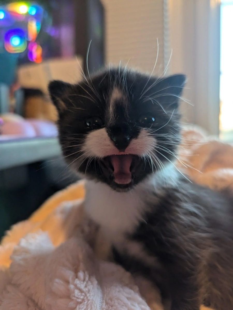 How to Introduce a Kitten to an Older Cat