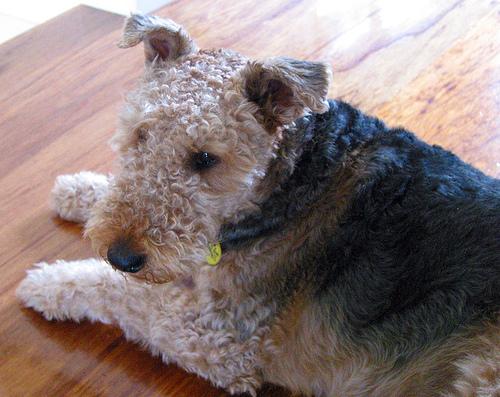 Small dog eating