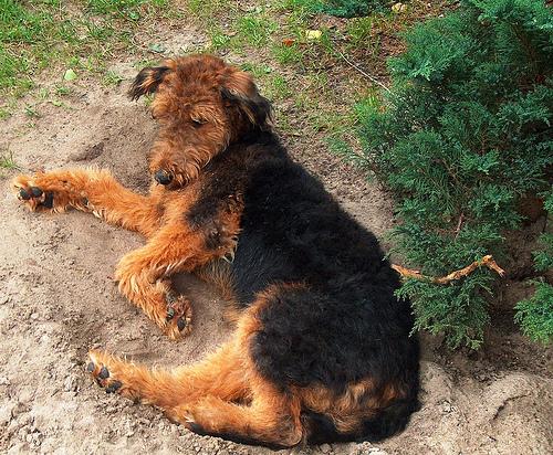 How to Stop a Dog From Pulling on the Leash