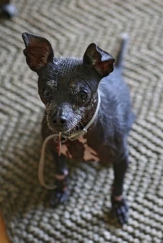 Small dog