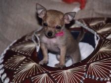 Small Breed Puppy Feeding Chart: How Much to Feed by Age and Weight