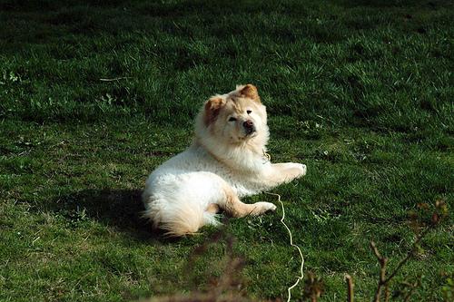 Best Dog Chew Toys for Aggressive Chewers