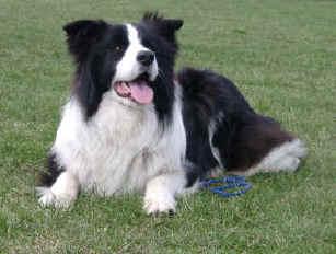 West Paw Zogoflex Hurley