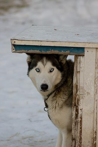 Dog food bowl