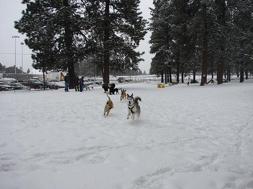Small dog with GPS tracker tag