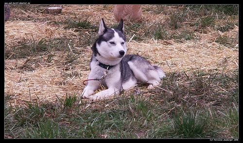 Best Flea and Tick Prevention for Dogs (2026): 4 Top Picks Compared