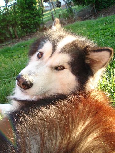 Dog with Royal Canin food