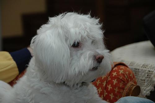 Dog health