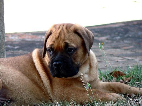Pet products