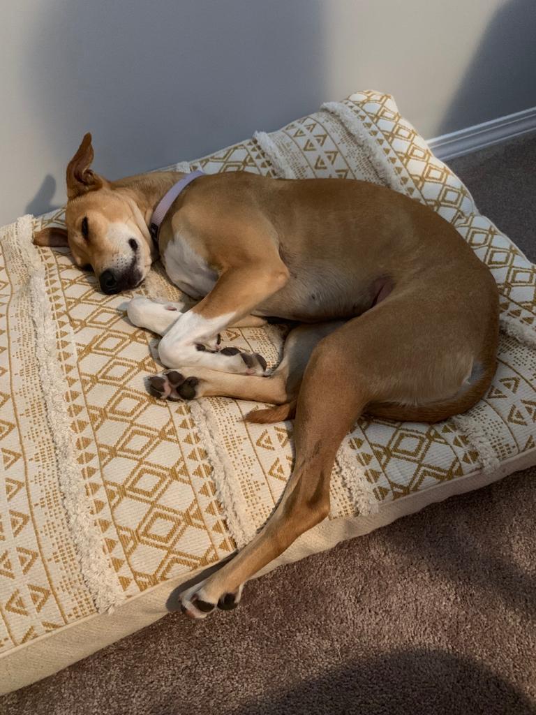 Small dog