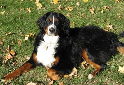 Dog on bed