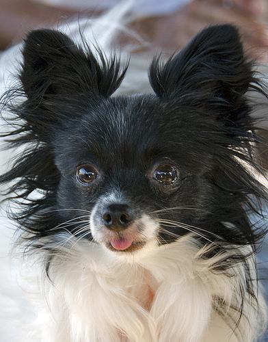 Senior dog on bed