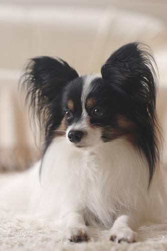 Small Breed Dog Food: How to Choose the Right One