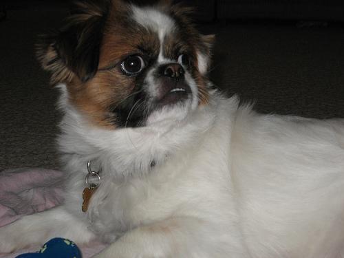Small dog eating from bowl