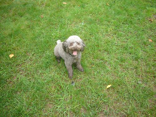 Best Senior Dog Food for Small Breeds (2026): 4 Top Picks Compared