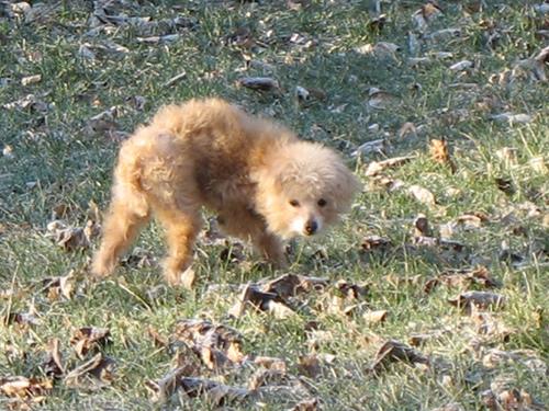 Best Puppy Food for Small Breeds (2026): 5 Top Picks Compared