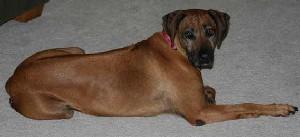 Why Does My Dog Lick Their Paws So Much?