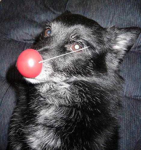 Worried dog