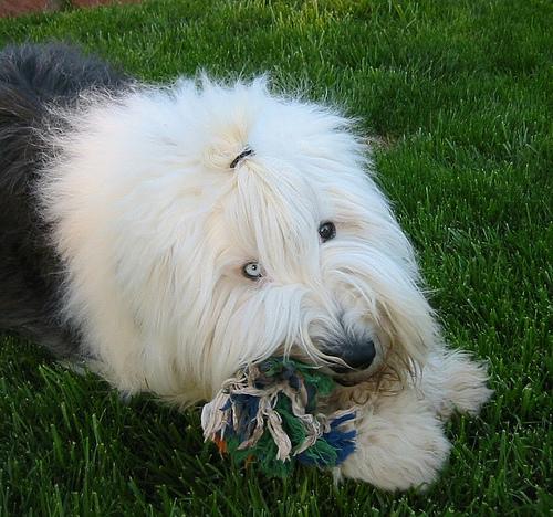 Dog wearing Fi Series 3 smart GPS collar