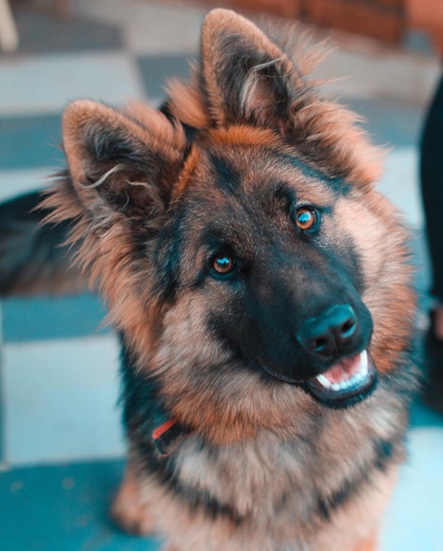 How Much to Feed a Dog by Weight and Age — 2026 Guide