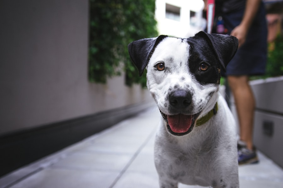 Dog outside with GPS