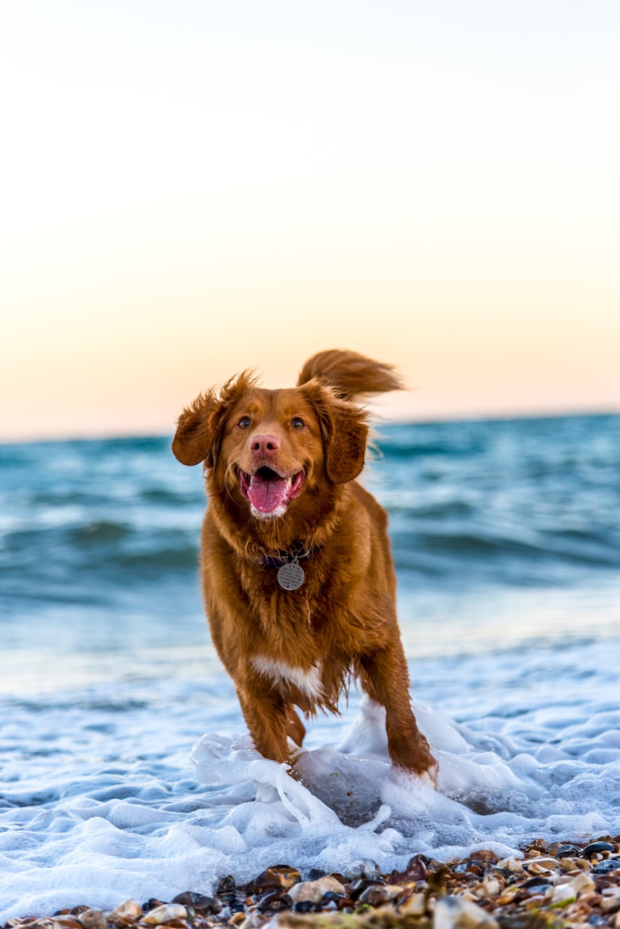 Senior dog