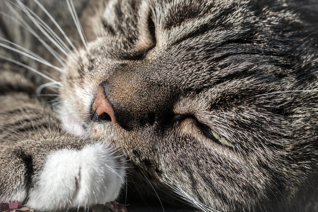 Indoor cat